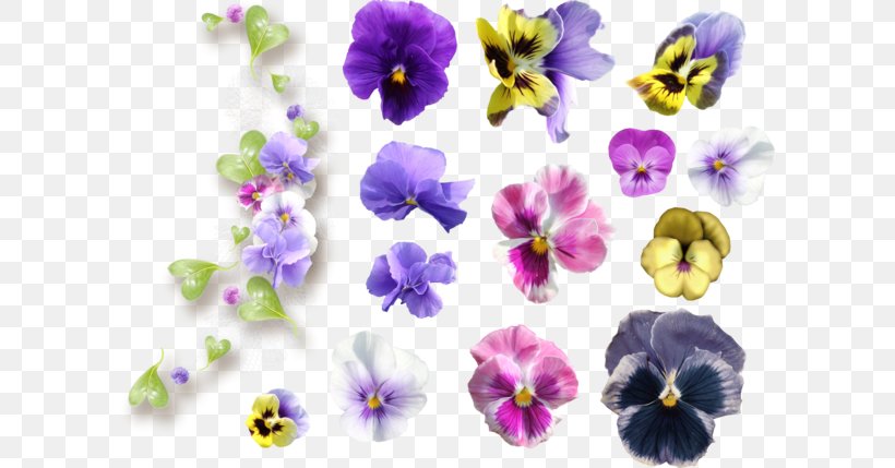 Pansy Violet Flower Common Hibiscus, PNG, 600x429px, Pansy, Animation, Chemical Reaction, Common Hibiscus, Data Download Free