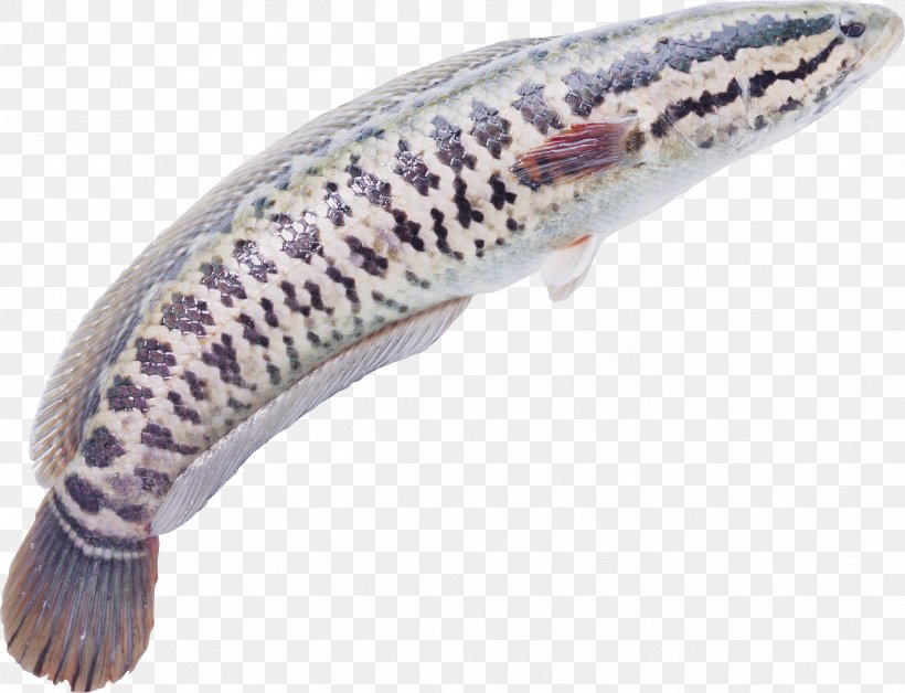 Snakehead Seafood Fish Meat, PNG, 4691x3594px, Snakehead, Blotched Snakehead, Cooking, Fish, Fish Products Download Free