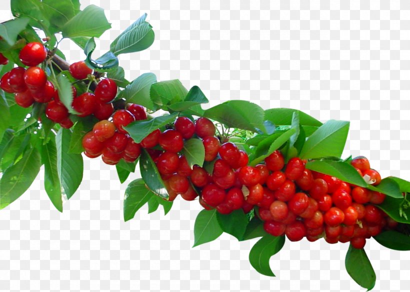 Valle Del Jerte Cerasus Sour Cherry Fruit Cherries, PNG, 1280x913px, Valle Del Jerte, Berries, Berry, Branch, Buffaloberries Download Free