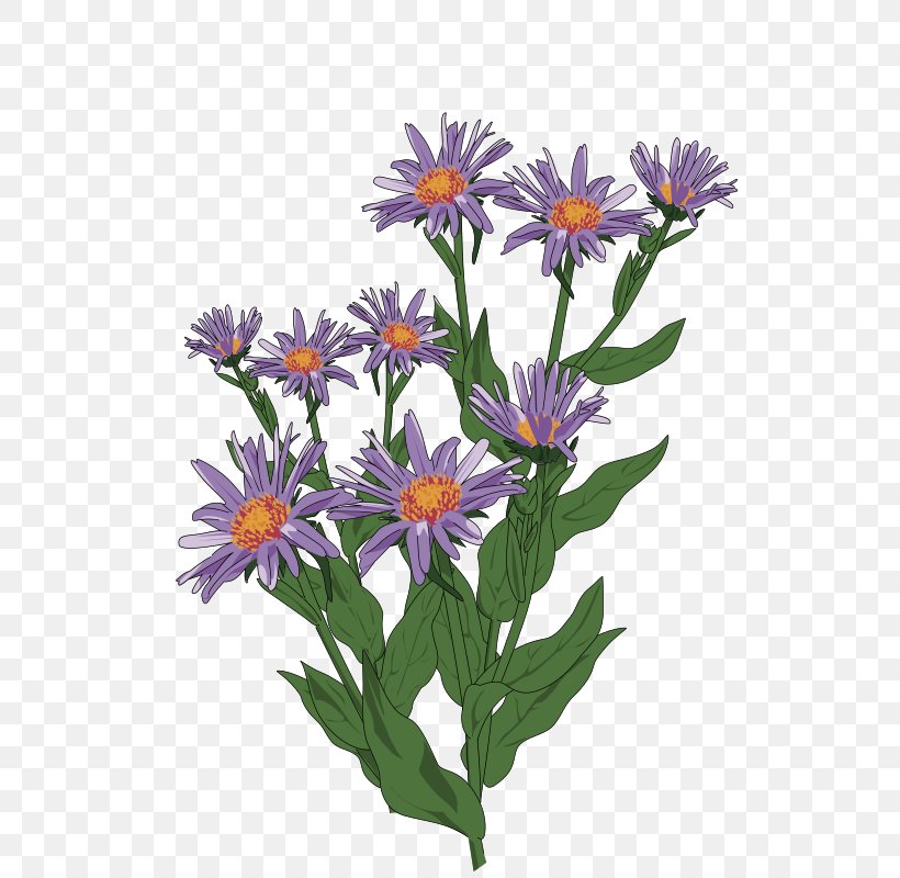 Aster Pyrenaeus Drawing Clip Art, PNG, 571x800px, Aster, Annual Plant, Aster Pyrenaeus, Botanical Illustration, Color Download Free