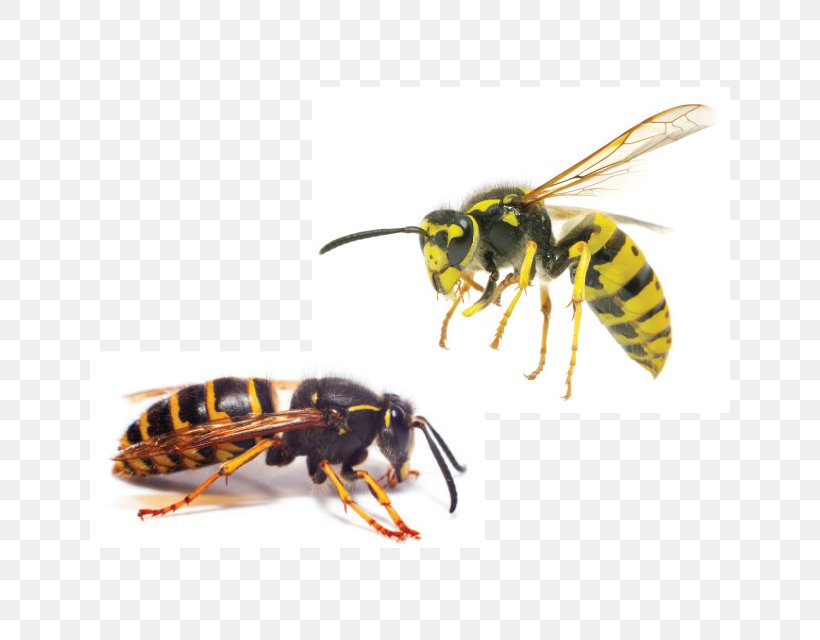 Characteristics Of Common Wasps And Bees Hornet Insect Yellowjacket, PNG, 640x640px, Bee, Arthropod, Buzz, Common Wasp, Eastern Yellowjacket Download Free
