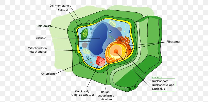 Plant Cell Biology Organelle, PNG, 621x403px, Watercolor, Cartoon, Flower, Frame, Heart Download Free