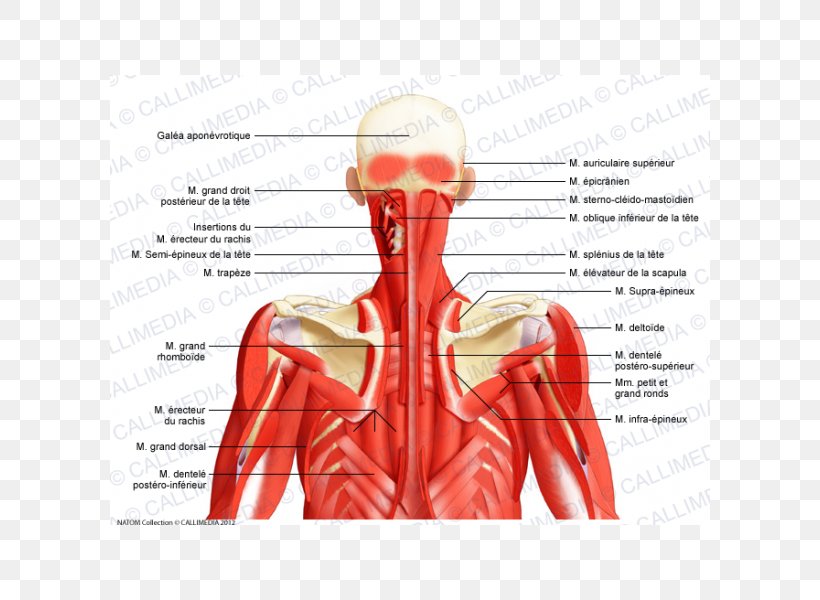 Posterior Triangle Of The Neck Head And Neck Anatomy Human Body Muscle, PNG, 600x600px, Watercolor, Cartoon, Flower, Frame, Heart Download Free
