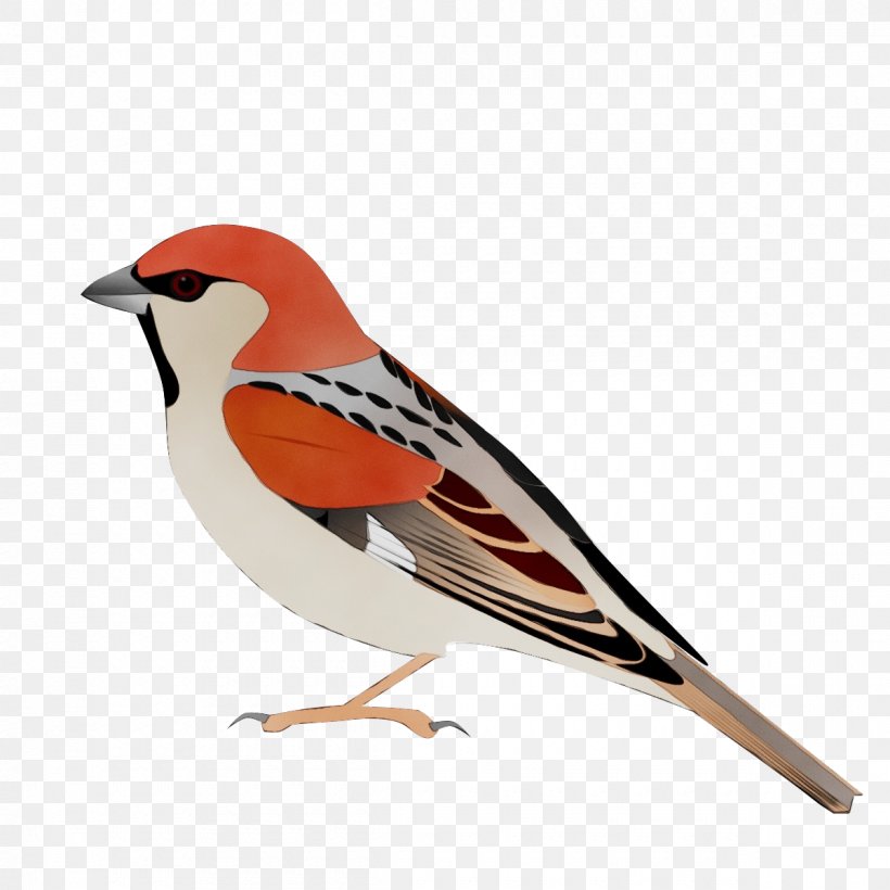 Robin Bird, PNG, 1200x1200px, Watercolor, Arabian Golden Sparrow, Beak, Bird, Brambling Download Free