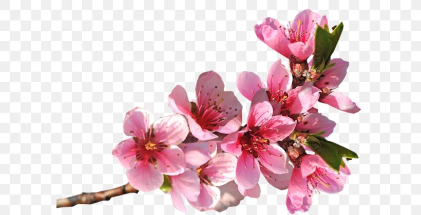 Blingee, PNG, 600x420px, Blingee, Animaatio, Blossom, Branch, Cherry Blossom Download Free