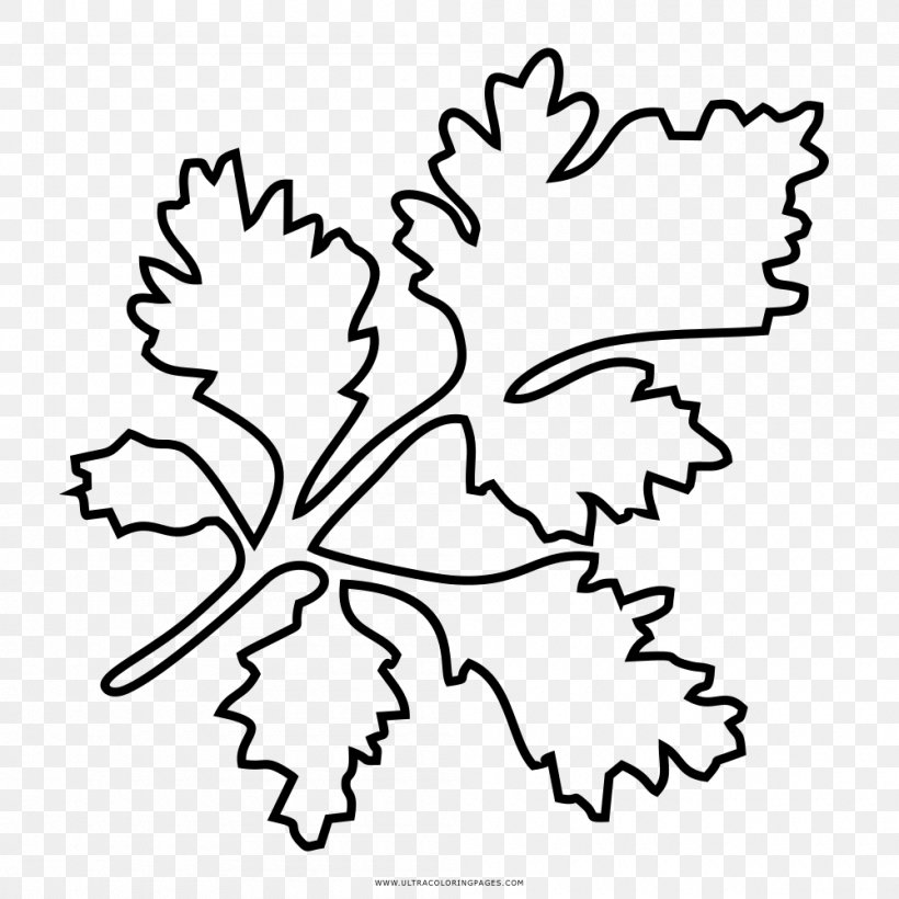 Drawing Coloring Book Parsley Line Art, PNG, 1000x1000px, Drawing, Area, Art, Artwork, Black Download Free