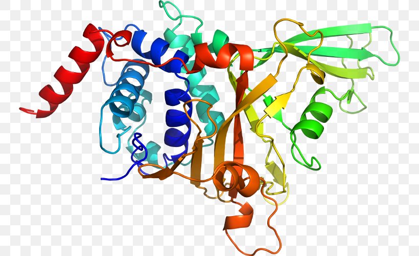 Neurotrophin Trk Receptor Tropomyosin Receptor Kinase A Tropomyosin Receptor Kinase B Neurotrophic Factors, PNG, 746x500px, Neurotrophin, Area, Artwork, Brain, Brainderived Neurotrophic Factor Download Free