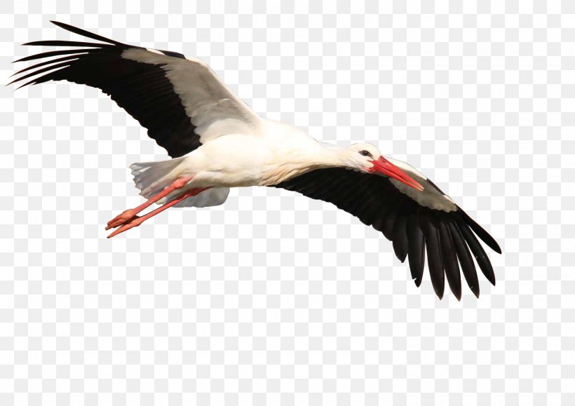 White Stork Bird Crane Beak, PNG, 1500x1060px, White Stork, Beak, Bird,  Cartoon, Ciconiiformes Download Free