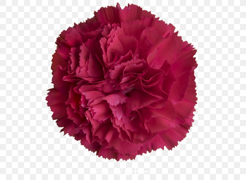 Carnation Cut Flowers Peony Petal WordPress, PNG, 600x600px, Carnation, Cut Flowers, Dianthus, Farm, Flower Download Free