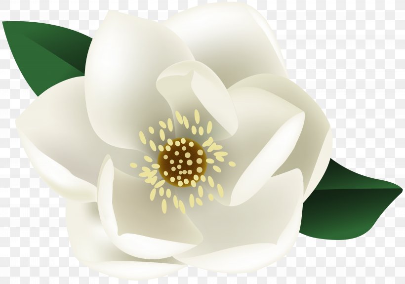 Clip Art Flower Desktop Wallpaper Image, PNG, 8000x5613px, Flower, Botany, Flowering Plant, Lily, Magnolia Download Free