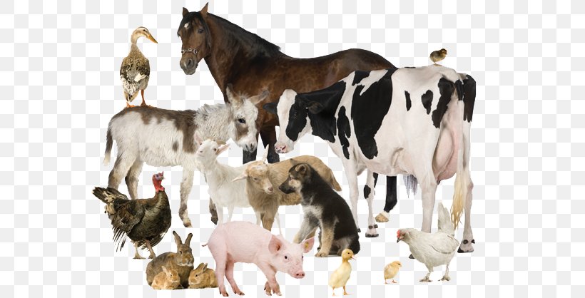 Cattle Assortment Strategies Kilogram Online Shopping Премикс, PNG, 602x418px, Cattle, Artikel, Assortment Strategies, Cattle Like Mammal, Cow Goat Family Download Free