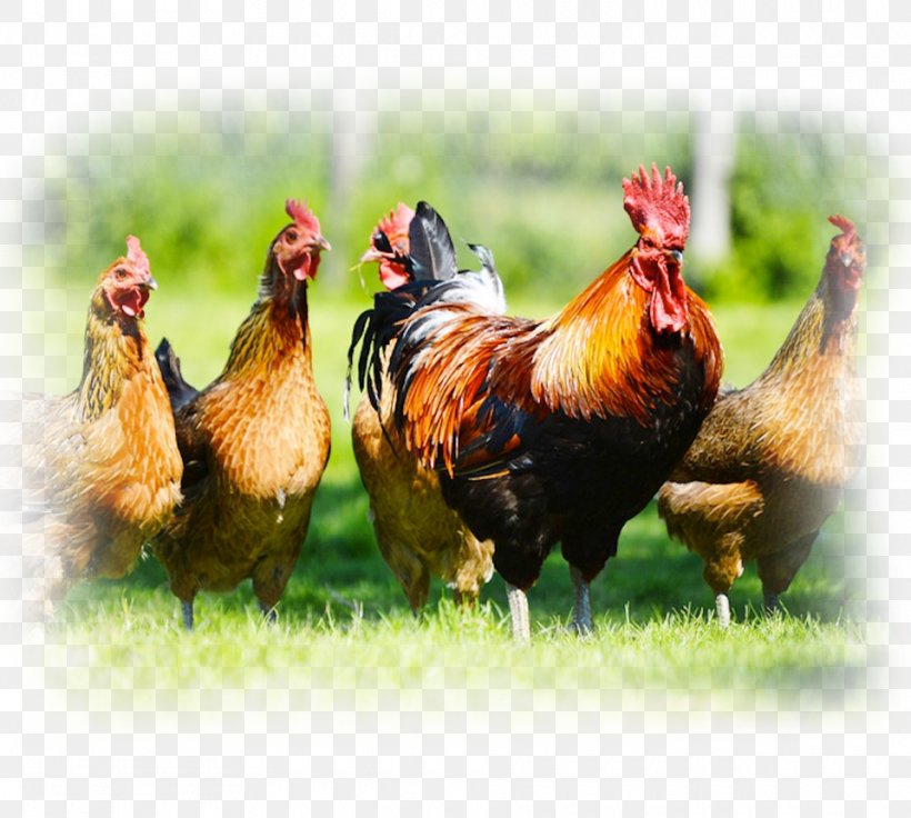 Chicken Cattle Poultry Farming Livestock, PNG, 960x862px, Chicken, American Poultry Association, Animal Feed, Beak, Bird Download Free