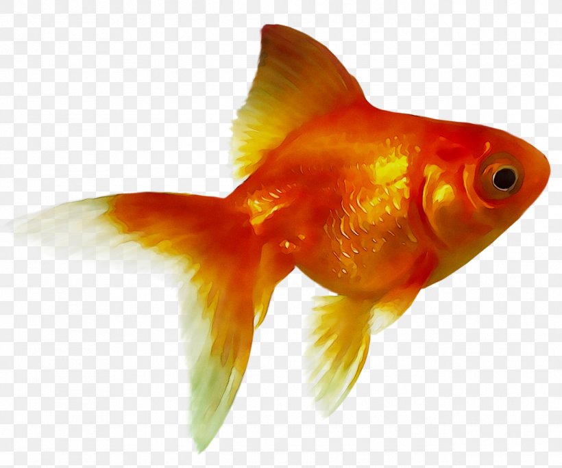Goldfish Feeder Fish Bony Fishes Akwarium Kulowe, PNG, 1292x1078px, Goldfish, Akwarium Kulowe, Biology, Bony Fishes, Bonyfish Download Free