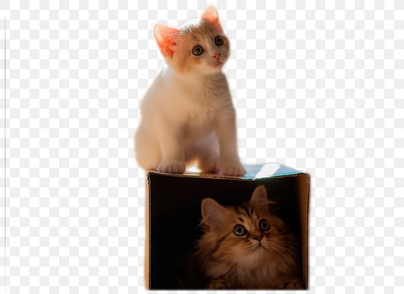 Kitten Cat Wallpaper, PNG, 800x596px, Kitten, Carnivoran, Cat, Cat Like Mammal, Communicatiemiddel Download Free