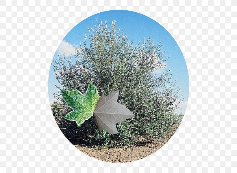 Leaf White Poplar Tree Nivea Cottonwood, PNG, 600x600px, Leaf, Cottonwood, Grass, Nivea, Plant Download Free