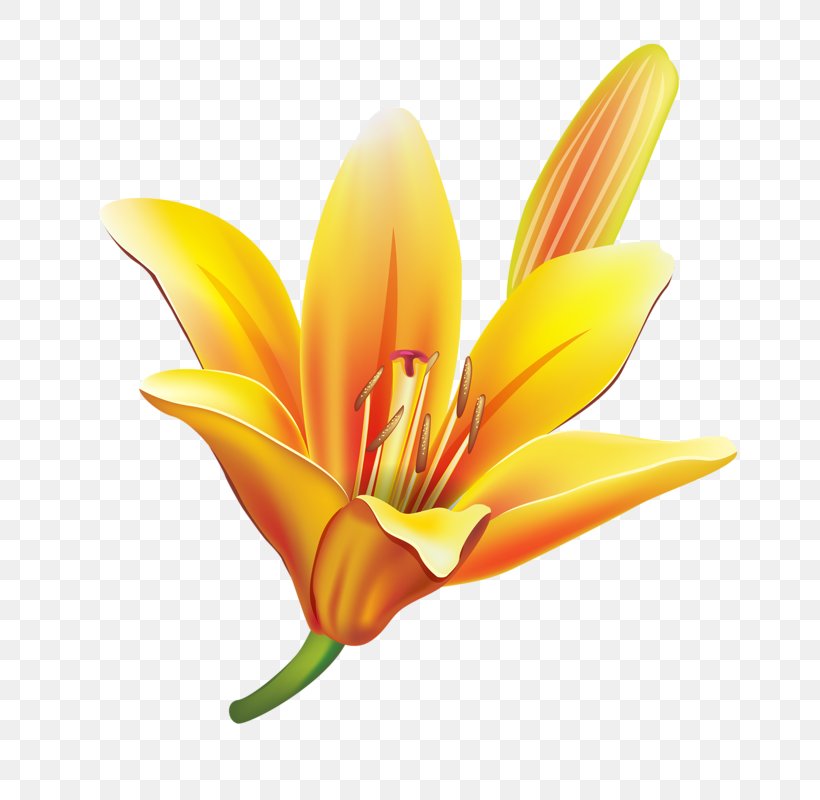 Plant Stem Clip Art, PNG, 665x800px, Plant Stem, Art, Artificial Flower, Daylily, Flower Download Free