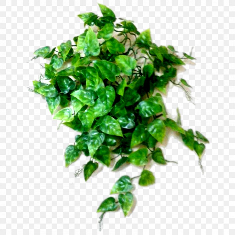Chervil Plant Parsley Herb Coriander, PNG, 850x850px, Chervil, Anthriscus, Coriander, Food, Herb Download Free