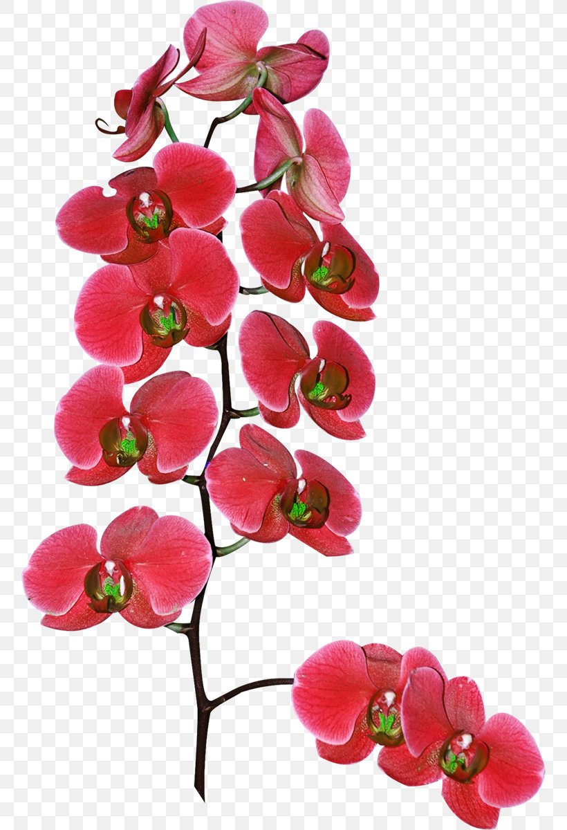 Cut Flowers Moth Orchids Plant, PNG, 758x1200px, Flower, Artificial Flower, Blossom, Branch, Cut Flowers Download Free