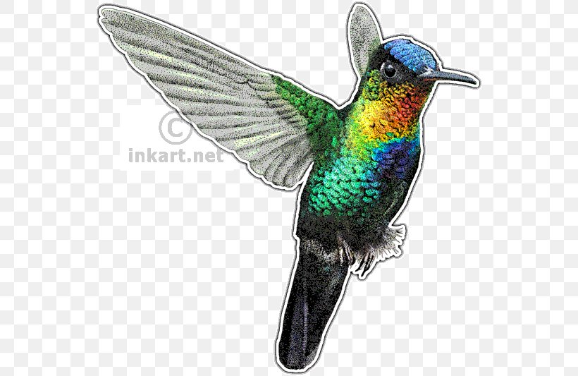 Fiery-throated Hummingbird Drawing Art, PNG, 550x533px, Hummingbird, Art, Beak, Bird, Canvas Download Free
