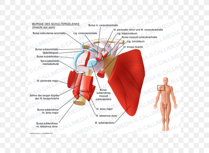 Shoulder Synovial Bursa Subcoracoid Bursa Subacromial Bursa Subscapularis Muscle, PNG, 600x600px, Watercolor, Cartoon, Flower, Frame, Heart Download Free