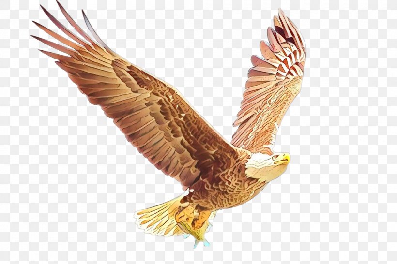 Bald Eagle Bird Golden Eagle Hawk, PNG, 1000x667px, Bald Eagle, Accipitridae, Accipitriformes, Animal, Beak Download Free