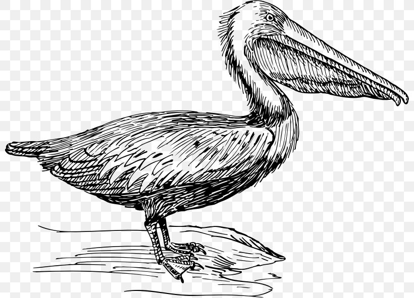 Bird Beak Brown Pelican Clip Art, PNG, 800x591px, Bird, Artwork, Beak, Black And White, Brown Pelican Download Free