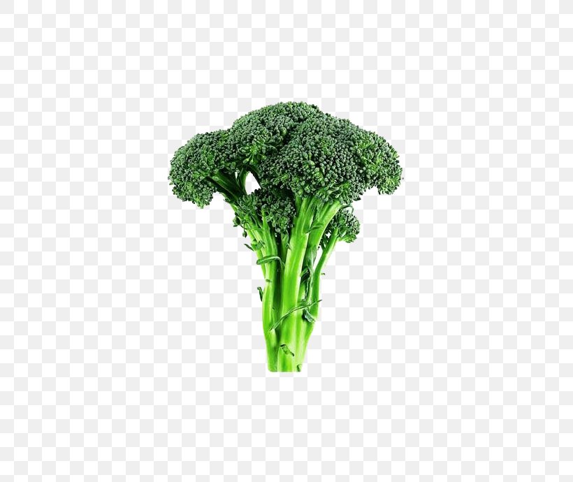 Broccoli Cabbage Cauliflower Vegetable Lettuce, PNG, 600x690px, Broccoli, Brassica Oleracea, Cabbage, Cauliflower, Chinese Cabbage Download Free