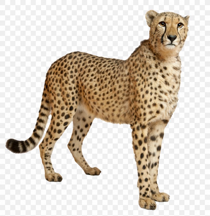 Cheetah Clip Art, PNG, 972x1000px, Cheetah, Acinonyx, Big Cats, Carnivoran, Cat Like Mammal Download Free