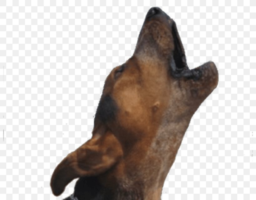 Dog Breed Bark Puppy Sound, PNG, 800x640px, Dog Breed, Android, Aullido, Bark, Dog Download Free