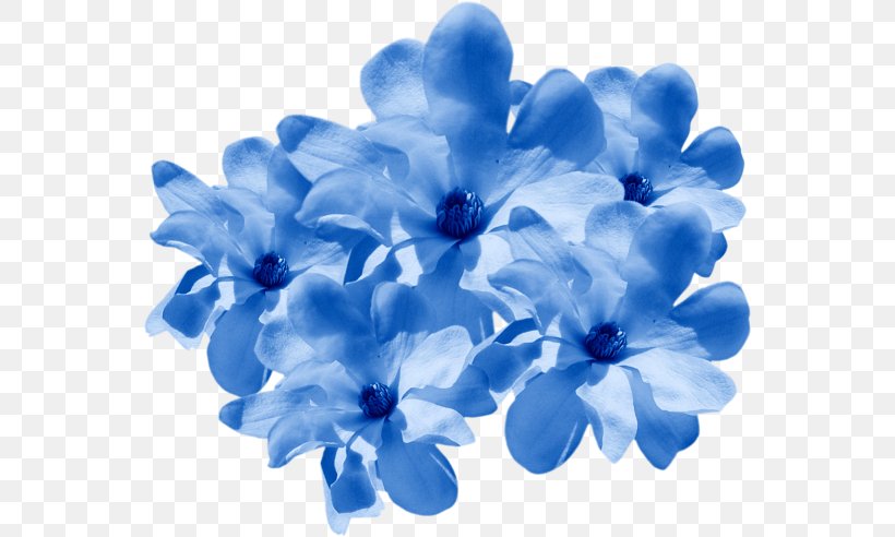 Flower Floral Design Fashion Clothing Punk Rock, PNG, 556x492px, Flower, Art, Blog, Blue, Borage Family Download Free