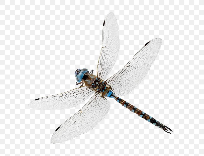 Insect New Oxford American Dictionary Dragonfly Damselfly My Father Was A Pilot, PNG, 751x628px, Insect, Arthropod, Blog, Courage Under Fire, Damselfly Download Free