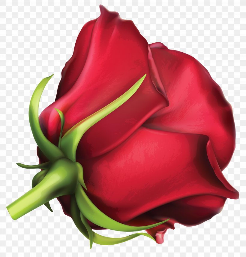 Rose Red Clip Art, PNG, 5353x5588px, Rose, Blue, Bud, Close Up, Cut Flowers Download Free