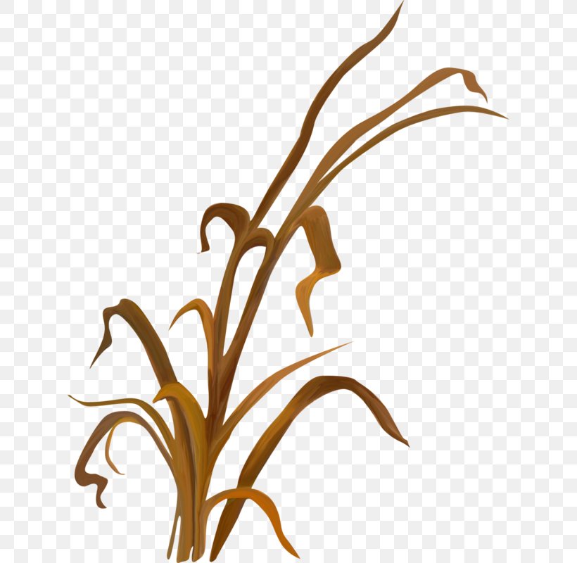 Twig Grasses Plant Stem Leaf Clip Art, PNG, 628x800px, Twig, Artwork, Branch, Commodity, Family Download Free