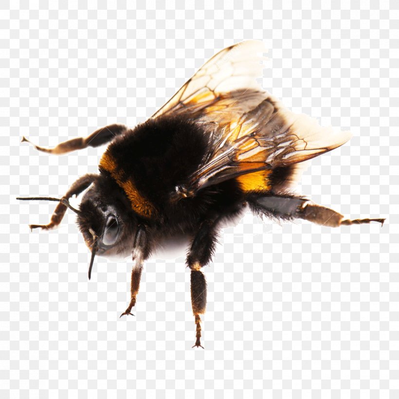 Western Honey Bee Buff-tailed Bumblebee Photography, PNG, 1134x1134px, Western Honey Bee, Anthophora Plumipes, Arthropod, Bee, Bombus Hortorum Download Free