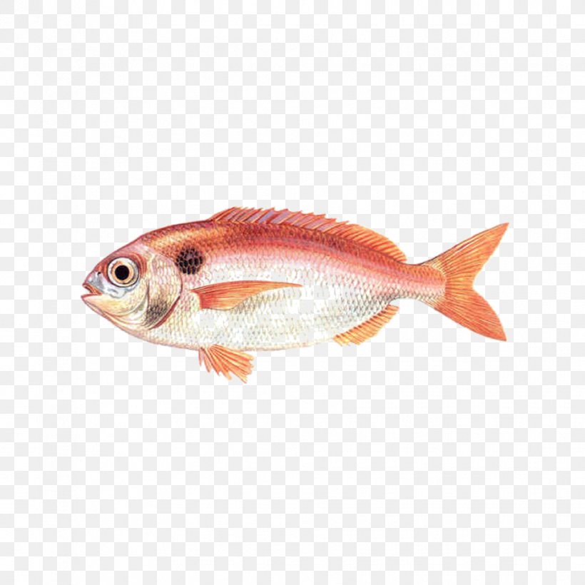 Angelfish Red Seabream Common Pandora, PNG, 964x964px, Angelfish, Animal Source Foods, Black Seabream, Blackspot Seabream, Bony Fish Download Free