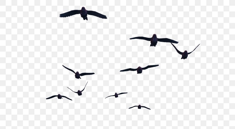 Bird Flight Clip Art, PNG, 600x450px, Bird, Animal Migration, Beak, Bird Flight, Bird Migration Download Free