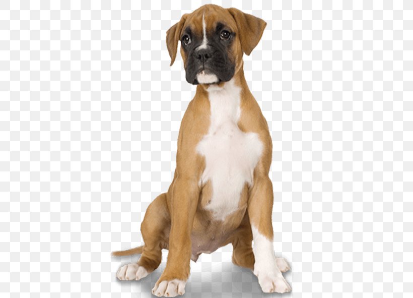 Boxer Valley Bulldog Puppy Dog Breed, PNG, 550x591px, Boxer, American Mastiff, Boerboel, Breed, Brindle Download Free
