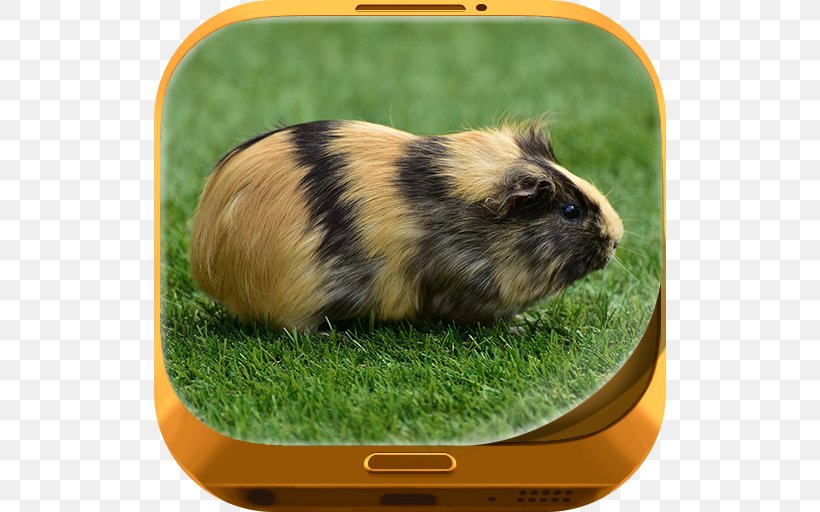 Guinea Pig Simulator: House Pet Survival Hamster Rodent, PNG, 512x512px, Guinea Pig, Cavies, Fauna, Game, Grass Download Free