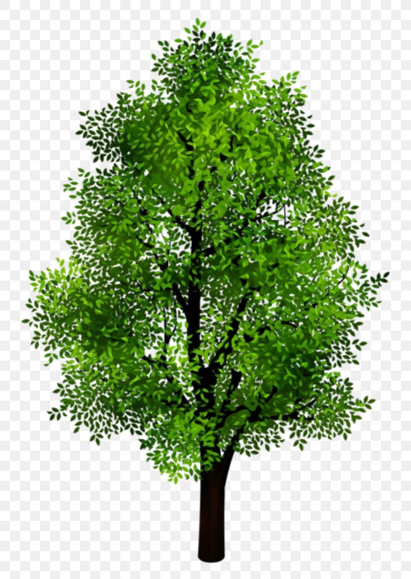 Oak Tree Leaf, PNG, 800x1156px, Watercolor, Branch, Cottonwood, Fall Tree, Flower Download Free