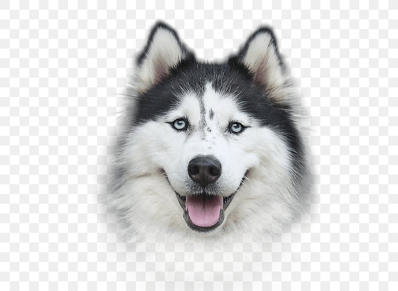 Siberian Husky Airedale Terrier Cat, PNG, 500x600px, Siberian Husky, Alaskan Klee Kai, Alaskan Malamute, Canadian Eskimo Dog, Carnivoran Download Free