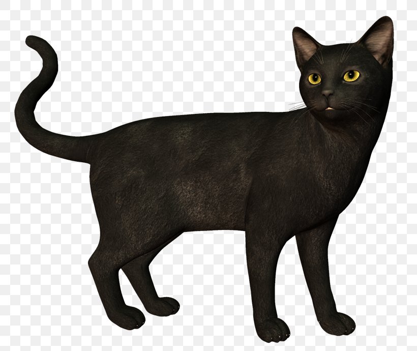 Bombay Cat Korat Havana Brown European Shorthair German Rex, PNG, 800x690px, Bombay Cat, Animal, Asian, Black, Black Cat Download Free