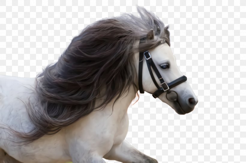 Horse Shetland Pony Mane Pony Snout, PNG, 2452x1632px, Horse, Livestock, Mane, Mare, Pony Download Free