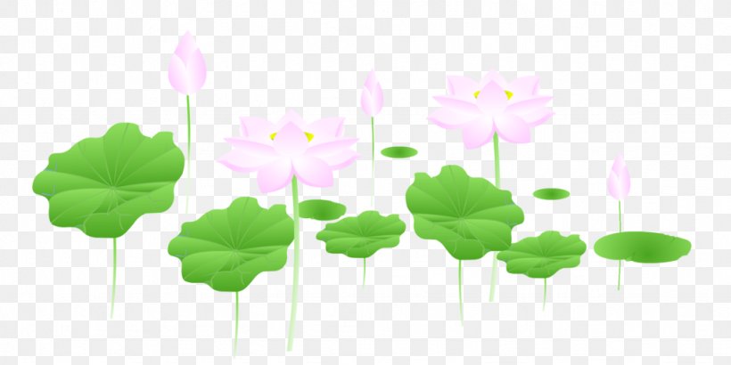 Nelumbo Nucifera Lotus Seed Download, PNG, 1024x512px, Nelumbo Nucifera, Annual Plant, Flora, Flower, Flowering Plant Download Free