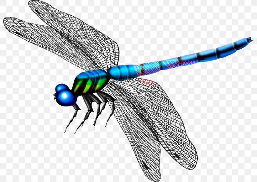Butterfly Mosquito Dragonfly, PNG, 800x581px, Butterfly, Arthropod, Dragonflies And Damseflies, Dragonfly, Drawing Download Free