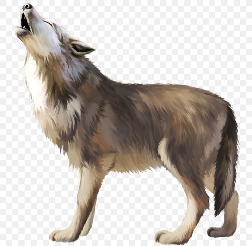 Gray Wolf Icon, PNG, 753x800px, Gray Wolf, Carnivoran, Dog, Dog Breed, Dog Breed Group Download Free