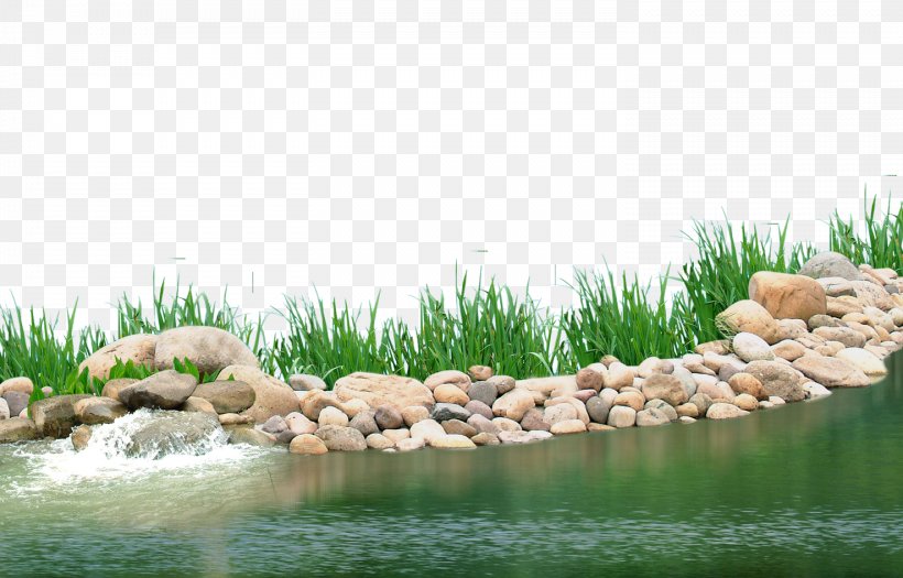 Pond Aquatic Plant Lake, PNG, 1476x945px, Pond, Aquatic Plant, Grass, Grass Family, Lake Download Free