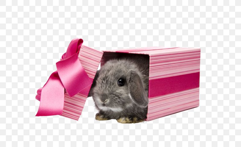 The Little Rabbit Pet Gift, PNG, 660x500px, Rabbit, Animal, Cuteness, Gift, Information Download Free
