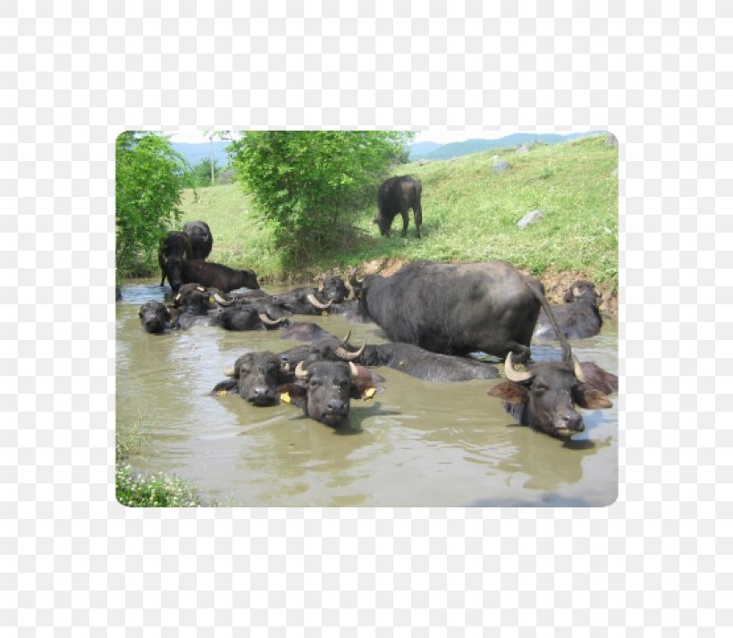 Water Buffalo National Park Herd American Bison, PNG, 570x713px, Water Buffalo, American Bison, Animal, Cattle Like Mammal, Fauna Download Free