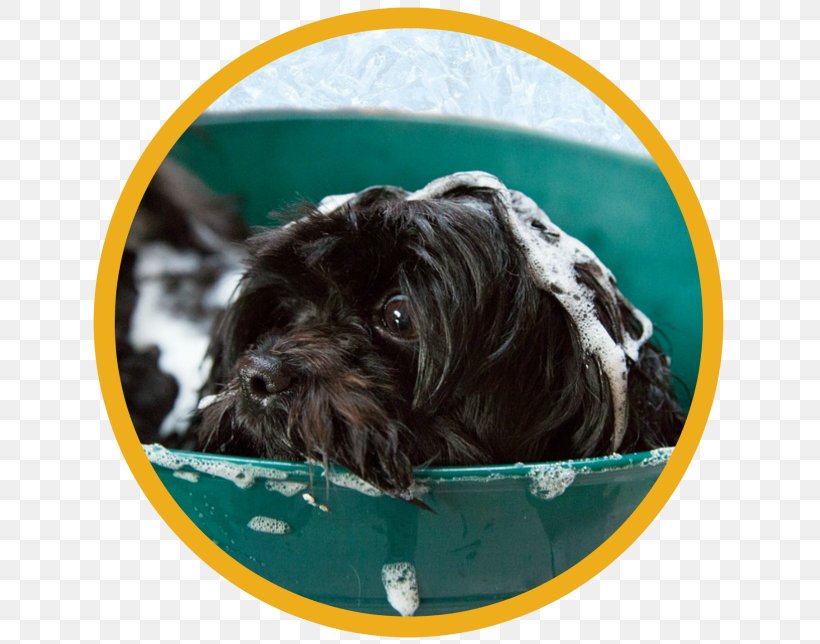 Affenpinscher Dog Grooming Pet Sitting Veterinarian, PNG, 641x644px, Affenpinscher, Bolonka, Boykin Spaniel, Breed, Carnivoran Download Free