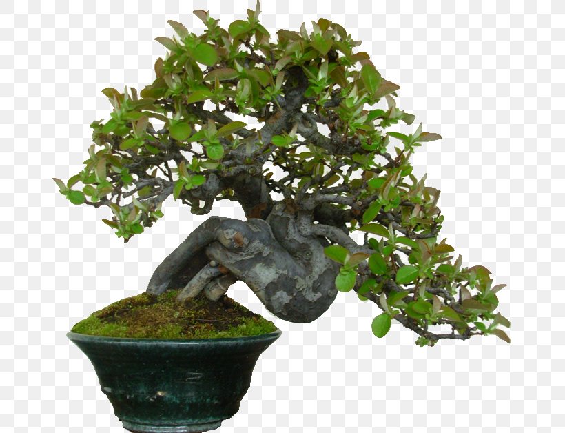 Chinese Sweet Plum Bonsai Tree Flowerpot Houseplant, PNG, 670x628px, Chinese Sweet Plum, Android, Bonsai, Flowerpot, Houseplant Download Free